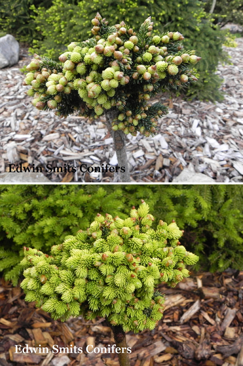 Picea orientalis 'Pev Tiny Gold'